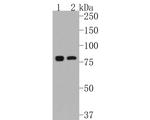 IKK alpha Antibody in Western Blot (WB)