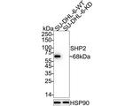 SHP2 Antibody in Immunohistochemistry (Paraffin) (IHC (P))