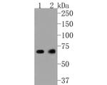 SHP2 Antibody in Western Blot (WB)