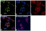 SOX9 Antibody in Immunocytochemistry (ICC/IF)