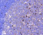 SOX9 Antibody in Immunohistochemistry (Paraffin) (IHC (P))