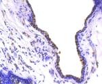 SOX9 Antibody in Immunohistochemistry (Paraffin) (IHC (P))