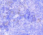 SOX9 Antibody in Immunohistochemistry (Paraffin) (IHC (P))