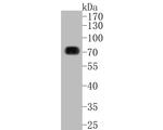 SOX9 Antibody in Western Blot (WB)