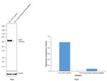 SOX9 Antibody in Western Blot (WB)