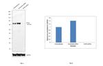 SOX9 Antibody in Western Blot (WB)