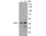 CCR2 Antibody in Western Blot (WB)