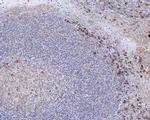 IRF5 Antibody in Immunohistochemistry (Paraffin) (IHC (P))