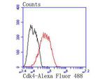 CDK4 Antibody in Flow Cytometry (Flow)