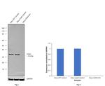 CDK4 Antibody in Western Blot (WB)