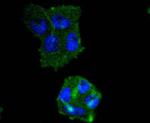 IRF5 Antibody in Immunocytochemistry (ICC/IF)