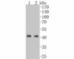 OCT4 Antibody in Western Blot (WB)