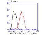 STAT1 Antibody in Flow Cytometry (Flow)