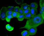 STAT1 Antibody in Immunocytochemistry (ICC/IF)