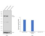 STAT1 Antibody in Western Blot (WB)