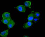 TRAF2 Antibody in Immunocytochemistry (ICC/IF)