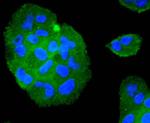 TRAF2 Antibody in Immunocytochemistry (ICC/IF)