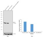 MEK2 Antibody