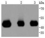 MEK2 Antibody in Western Blot (WB)