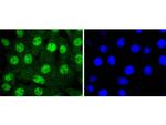 14-3-3 epsilon Antibody in Immunocytochemistry (ICC/IF)