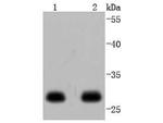 14-3-3 epsilon Antibody in Western Blot (WB)