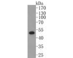 PAX5 Antibody in Western Blot (WB)