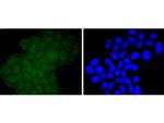 EZH2 Antibody in Immunocytochemistry (ICC/IF)