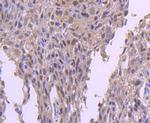 EZH2 Antibody in Immunohistochemistry (Paraffin) (IHC (P))