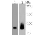 EZH2 Antibody in Western Blot (WB)