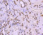 Histone H3 Antibody in Immunohistochemistry (Paraffin) (IHC (P))