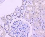 Cdc5L Antibody in Immunohistochemistry (Paraffin) (IHC (P))