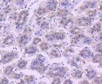 Cdc5L Antibody in Immunohistochemistry (Paraffin) (IHC (P))