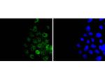 Histone H3 Antibody in Immunocytochemistry (ICC/IF)