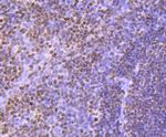 Histone H3 Antibody in Immunohistochemistry (Paraffin) (IHC (P))