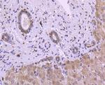 Histone H3 Antibody in Immunohistochemistry (Paraffin) (IHC (P))