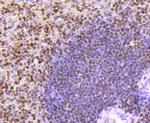 Histone H3 Antibody in Immunohistochemistry (Paraffin) (IHC (P))