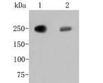 FASN Antibody in Western Blot (WB)