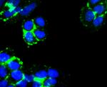 Laminin alpha-3 Antibody in Immunocytochemistry (ICC/IF)