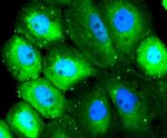 SRC Antibody in Immunocytochemistry (ICC/IF)