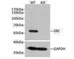 SRC Antibody in Western Blot (WB)