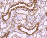 PRDX1 Antibody in Immunohistochemistry (Paraffin) (IHC (P))