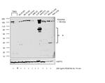 PDGFRA Antibody in Western Blot (WB)