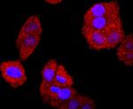 Bcl-2 Antibody in Immunocytochemistry (ICC/IF)