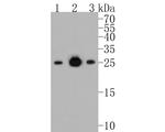 Bcl-2 Antibody in Western Blot (WB)