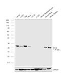 Bcl-2 Antibody in Western Blot (WB)