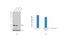 Bcl-2 Antibody in Western Blot (WB)