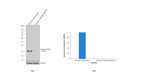 Calbindin D28K Antibody in Western Blot (WB)