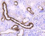 Calbindin D28K Antibody in Immunohistochemistry (Paraffin) (IHC (P))