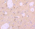 Parkin Antibody in Immunohistochemistry (Paraffin) (IHC (P))