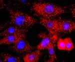 p38 MAPK Antibody in Immunocytochemistry (ICC/IF)